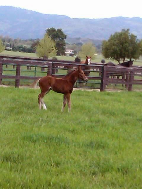 In the paddock. (Courtesy of Carrie Drake/Horse Haven)